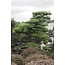 Japanese white pine, 220 cm, ± 55 years old, in a pot with a capacity of 700 liters