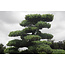 Japanese white pine, 220 cm, ± 55 years old, in a pot with a capacity of 700 liters