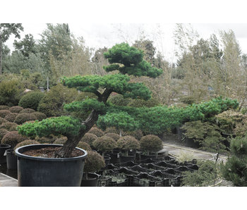 Japanese white pine, 180 cm, ± 40 years old