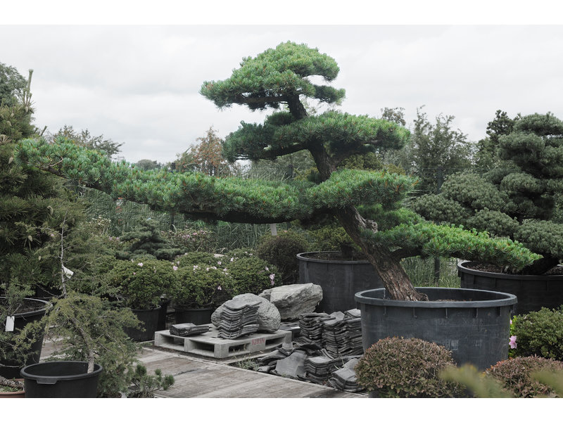 Japanese white pine, 180 cm, ± 40 years old, in a pot with a capacity of 500 liters