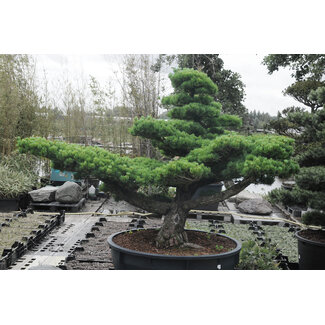 Japanese white pine, 170 cm, ± 40 years old