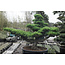 Japanese white pine, 170 cm, ± 40 years old, in a pot with a capacity of 500 liters