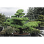 Japanese white pine, 170 cm, ± 40 years old, in a pot with a capacity of 500 liters