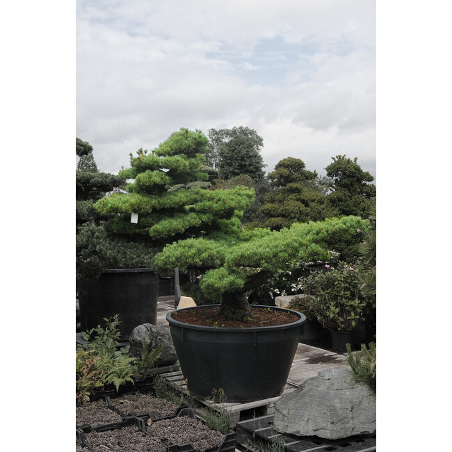 Japanse witte den, 170 cm, ± 40 jaar oud, in een pot met een inhoud van 500 liter