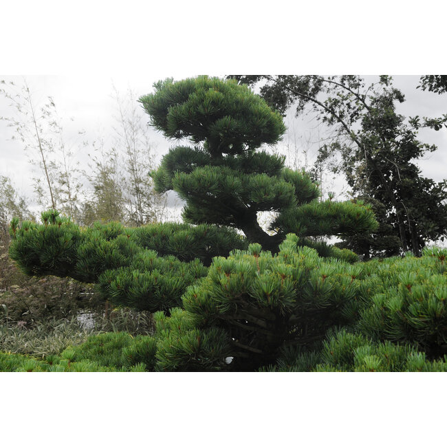 Japanese white pine, 170 cm, ± 40 years old, in a pot with a capacity of 500 liters