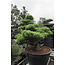 Japanese white pine, 170 cm, ± 40 years old, in a pot with a capacity of 500 liters