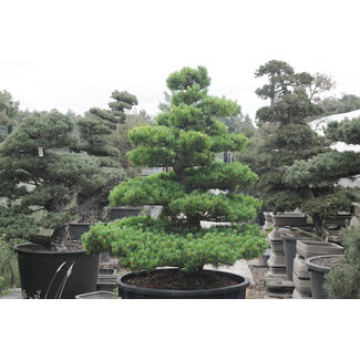 Japanese white pine, 150 cm, ± 35 years old