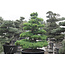 Japanese white pine, 150 cm, ± 35 years old, in a pot with a capacity of 300 liters