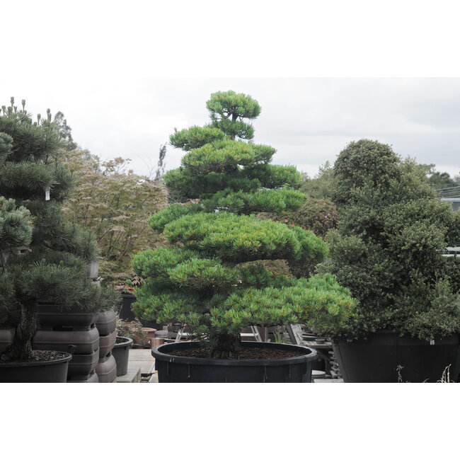 Japanese white pine, 150 cm, ± 35 years old, in a pot with a capacity of 300 liters