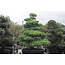 Japanese white pine, 150 cm, ± 35 years old, in a pot with a capacity of 300 liters