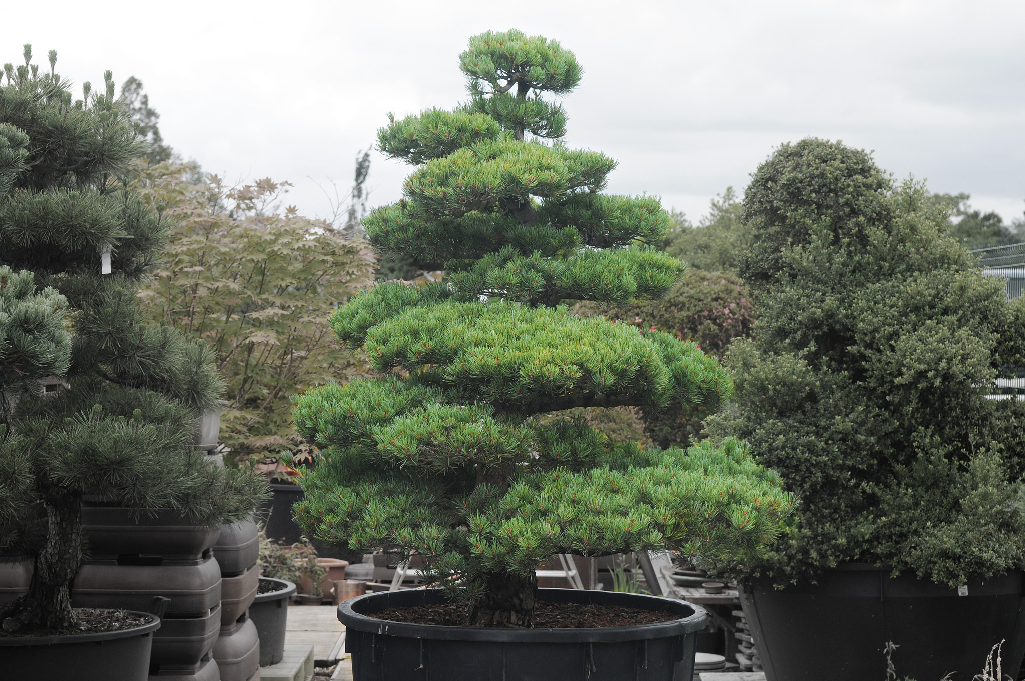 Japanische Weißkiefer, 150 cm, ± 35 Jahre alt - BonsaiPlaza