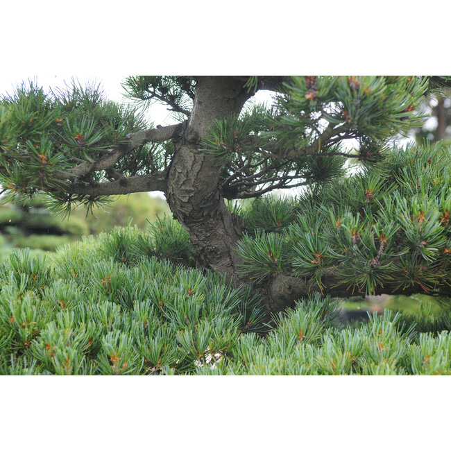 Japanische Weißkiefer, 150 cm, ± 35 Jahre alt, in einem Topf mit einem Fassungsvermögen von 300 Litern