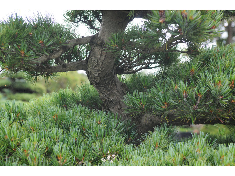 Japanese white pine, 150 cm, ± 35 years old, in a pot with a capacity of 300 liters