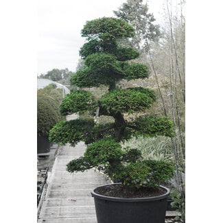 Japanese cypress, 190 cm, ± 35 years old