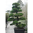 Japanese cypress, 190 cm, ± 35 years old, in a pot with a capacity of 260 liters