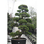 Japanese cypress, 190 cm, ± 35 years old, in a pot with a capacity of 260 liters