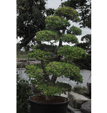 Japanese cypress, 190 cm, ± 35 years old, in a pot with a capacity of 260 liters