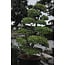 Japanese cypress, 190 cm, ± 35 years old, in a pot with a capacity of 260 liters