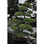 Japanische Zypresse, 190 cm, ± 35 Jahre alt, in einem Topf mit einem Fassungsvermögen von 260 Litern