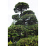 Japanese cypress, 190 cm, ± 35 years old, in a pot with a capacity of 260 liters