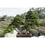 Chinese juniper, 140 cm, ± 60 years old, in a pot with a capacity of approximately 200 liters