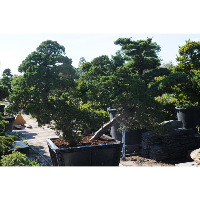 Chinese juniper, 140 cm, ± 60 years old, in a pot with a capacity of approximately 200 liters