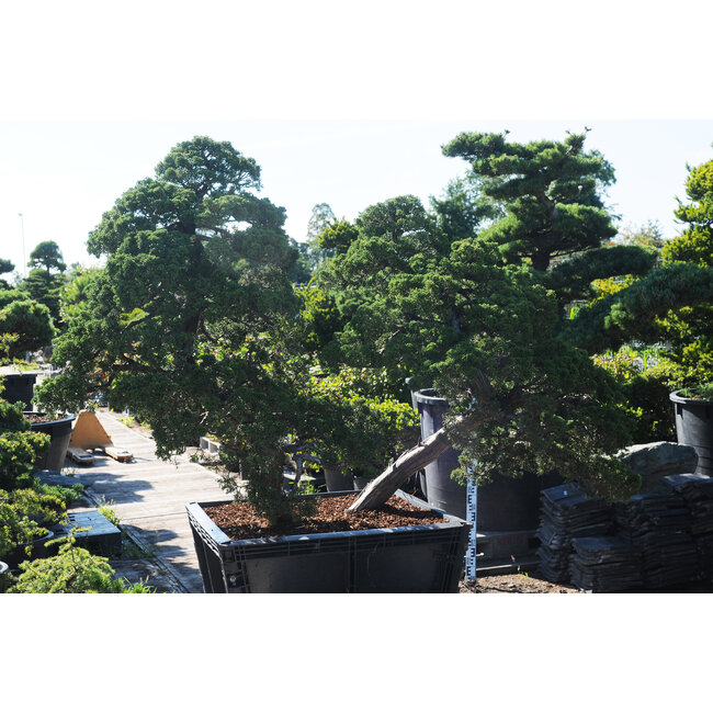 Chinese juniper, 140 cm, ± 60 years old, in a pot with a capacity of approximately 200 liters