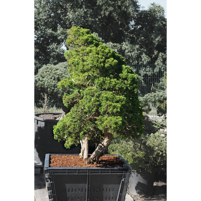 Chinese juniper, 140 cm, ± 60 years old, in a pot with a capacity of approximately 200 liters