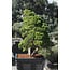 Chinese juniper, 140 cm, ± 60 years old, in a pot with a capacity of approximately 200 liters