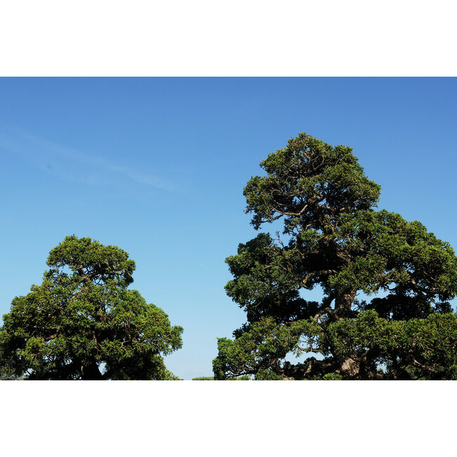 Chinese juniper, 140 cm, ± 60 years old, in a pot with a capacity of approximately 200 liters