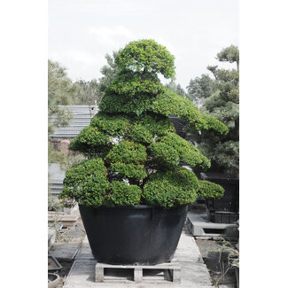 Houx japonais, 220 cm, ± 25 ans