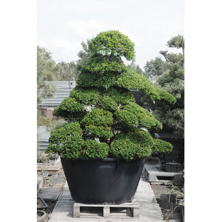 Japanese holly, 220 cm, ± 25 years old