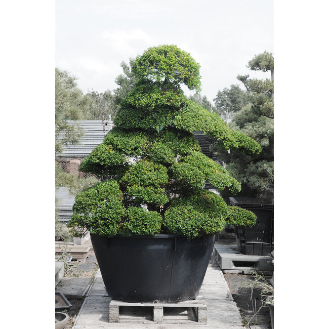 Japanese holly, 220 cm, ± 25 years old, in a pot with a capacity of approximately 500 liters
