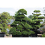 Japanische Stechpalme, 220 cm, ± 25 Jahre alt, in einem Topf mit einem Fassungsvermögen von ca. 500 Litern