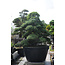 Japanese holly, 220 cm, ± 25 years old, in a pot with a capacity of approximately 500 liters