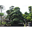 Japanische Stechpalme, 220 cm, ± 25 Jahre alt, in einem Topf mit einem Fassungsvermögen von ca. 500 Litern
