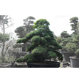Japanese holly, 220 cm, ± 25 years old, in a pot with a capacity of approximately 500 liters