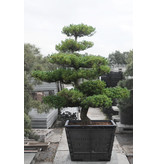 Japanese white pine, 190 cm, ± 30 years old, in a pot with a capacity of approximately 200 liters