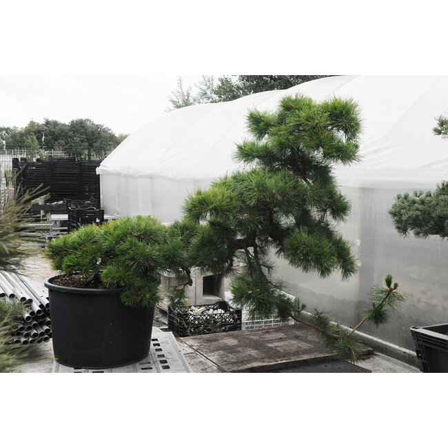 Japanese black pine, 140 cm, ± 55 years old, in a pot with a capacity of approximately 200 liters