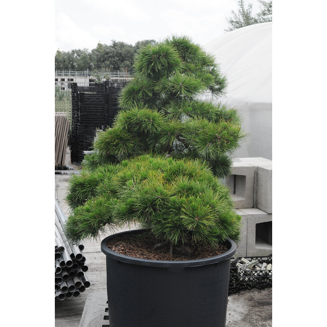 Pin noir du Japon, 140 cm, ± 55 ans, dans un pot d'une capacité d'environ 200 litres