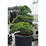 Japanese black pine, 140 cm, ± 55 years old, in a pot with a capacity of approximately 200 liters