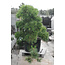Japanese black pine, 140 cm, ± 55 years old, in a pot with a capacity of approximately 200 liters