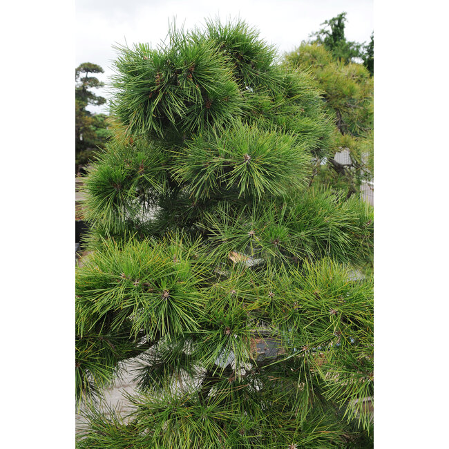 Pin noir du Japon, 140 cm, ± 55 ans, dans un pot d'une capacité d'environ 200 litres