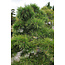 Japanese black pine, 140 cm, ± 55 years old, in a pot with a capacity of approximately 200 liters