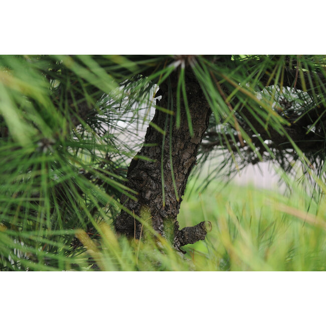 Pino nero giapponese, 140 cm, ± 55 anni, in una vaso con una capacità di circa 200 litri