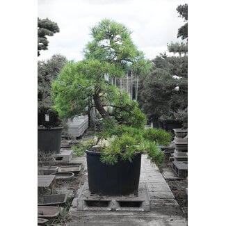 Garden trees - Bonsai Plaza