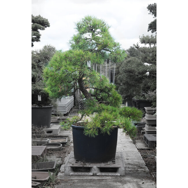 Japanese black pine, 190 cm, ± 55 years old, in a pot with a capacity of approximately 200 liters