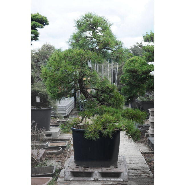 Japanese black pine, 190 cm, ± 55 years old, in a pot with a capacity of approximately 200 liters