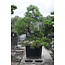 Japanese black pine, 190 cm, ± 55 years old, in a pot with a capacity of approximately 200 liters