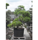 Japanese black pine, 190 cm, ± 55 years old, in a pot with a capacity of approximately 200 liters